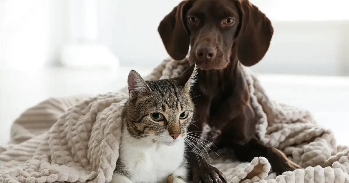 Evcil Hayvan Bakımında Yapılan 7 Yaygın Hata Nelerdir? Sağlıklı Kedi Ve Köpekler İçin Öneriler. 
