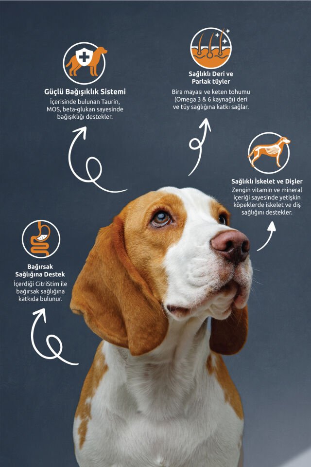 Yetişkin Kuzu Etli Köpek Maması 10 Kg